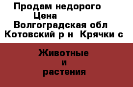 Продам недорого . › Цена ­ 35 000 - Волгоградская обл., Котовский р-н, Крячки с. Животные и растения » Другие животные   . Волгоградская обл.